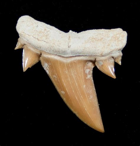 fossil shark teeth for sale